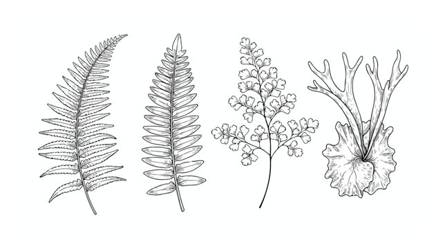 Vintage botanical fern leaf illustrations, set of 4 hand drawn black and white foliage vector elements, elegant forest greenery line art