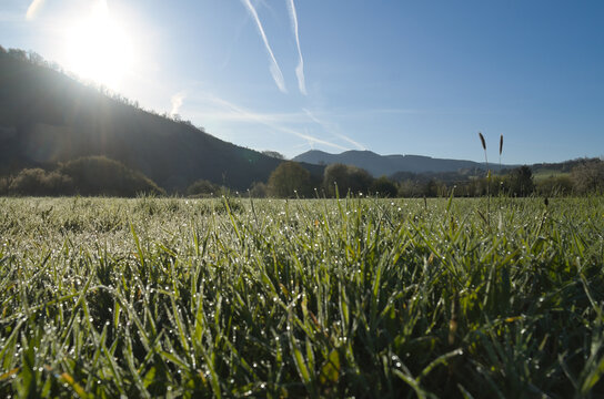 Dewy green meadow in the morning back lighting before mountains.