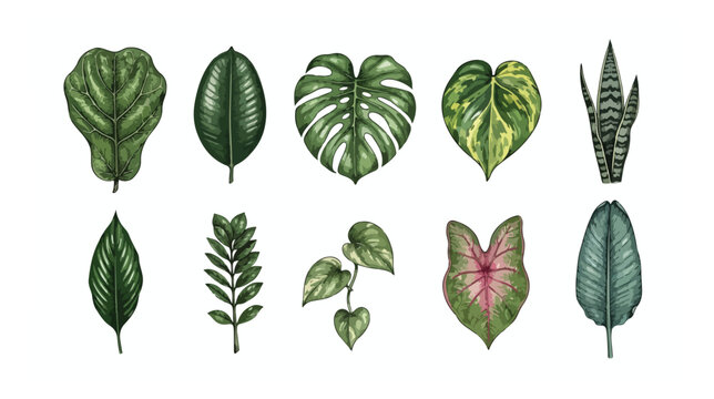 Vintage botanical illustration of 10 tropical houseplant leaves, hand drawn green foliage set, monstera and palm leaf vector collection