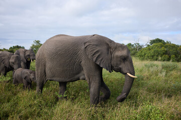 Fototapeta premium African elephant herd walking through grassland in a South Africa nature reserve