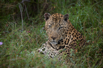 Fototapeta premium Leopard resting in tall grass at a South Africa nature reserve on a wildlife safari