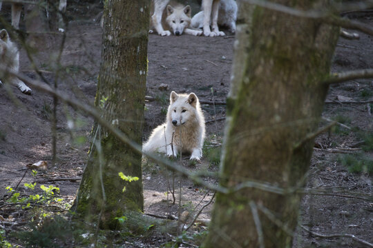 A pack of white wolves alertly observing the surroundings in the forest.