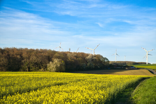 Yellow rapeseed field in front of an autumn forest and wind turbines.