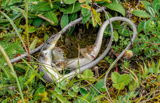Lizards copulating in green natural habitat