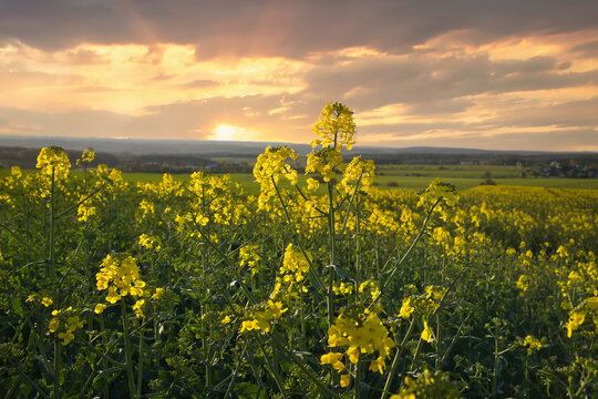 Rapeseed Field in the Evening Sun.