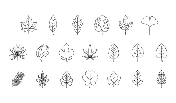 Botanical line art collection diverse leaf illustrations for design projects