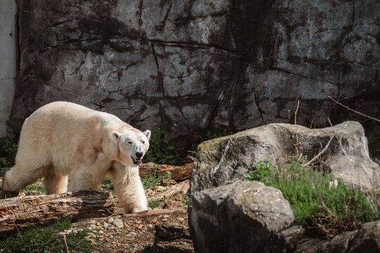 Polar bear walking on ground in front of rocks