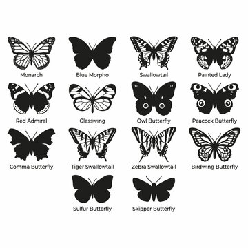 A collection of various butterfly silhouettes with their names, showcasing different species and shapes in black and white.
