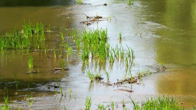 Shallow stream water flows gently. Green aquatic plants grow from muddy riverbed. Sunlight reflects on water surface. Water moves softly through grassy patches. Natural setting features calm