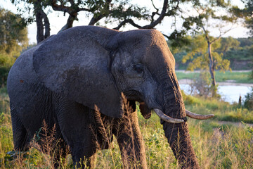 Fototapeta premium African elephant grazing at a South Africa nature reserve during golden hour wildlife safari
