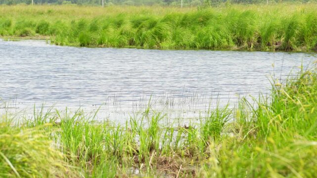 River flows through lush green grasses. Calm water meets tall reeds at the shore. Shallow streams wind through verdant landscape. Three keyframes capture natural beauty