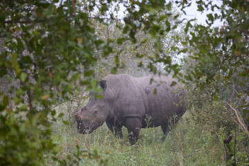 White rhino grazing in dense bush at a South Africa nature reserve during a misty morning safari © Natural Light