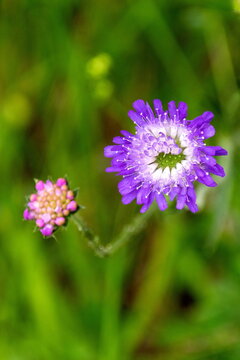 Acker-Witwenblume