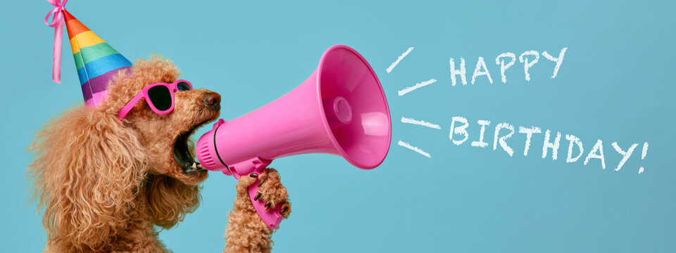 Happy Birthday party celebration, funny animal greeing card long banner - Poodle dog with megaphone screaming, isolated on blue background