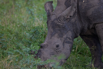 White rhino grazing in a South Africa nature reserve, close-up portrait showing skin texture and horn © Natural Light