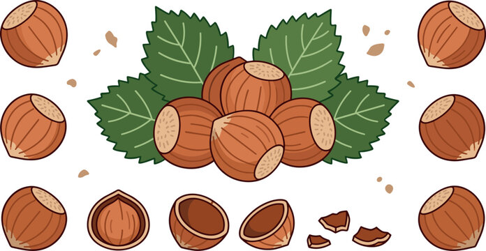 Raw organic hazelnut vector illustration featuring whole unshelled filbert nuts green leaves empty shells cracked pieces and kernels isolated on a white background.