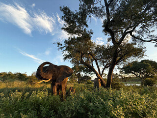 Elephant family grazing under trees at golden hour in a South Africa nature reserve © Natural Light