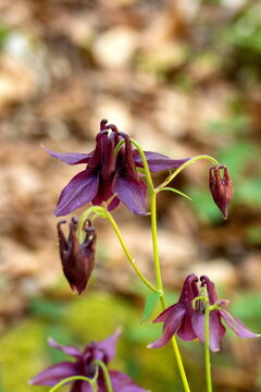 Schwarzviolette Akelei 