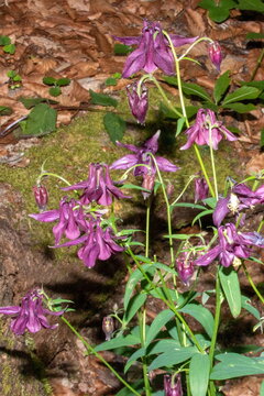 Schwarzviolette Akelei 