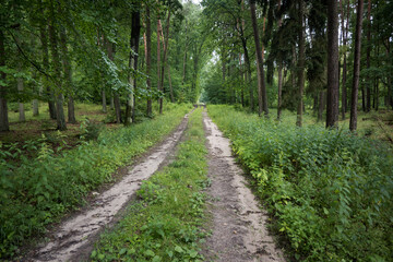 Fototapeta premium The road through the forest 