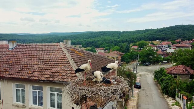 White storks resting in nest above Yasna Polyana village in Bulgaria
