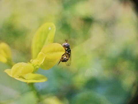 bee on a yellow flower