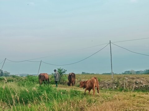 Cows in the pasture
