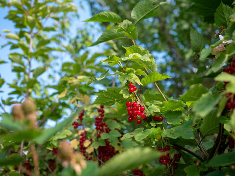 Bright red currants ripening on a leafy bush in summer. Fresh garden berries growing naturally on branches, ready to harvest.