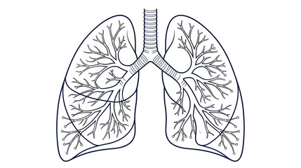 Naklejka premium Human Lungs Anatomy Illustration