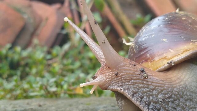 snails (Lissachatina fulica, chatina fulica, Mollusca, gastropoda, Lissachatina fulica and Achatina) snails walking on mossy concrete