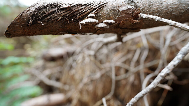 Split Gill Fungus Growing on Decaying Tree Branch in Forest