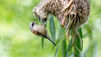 The penduline tit sits at the entrance to the nest © lazalnik