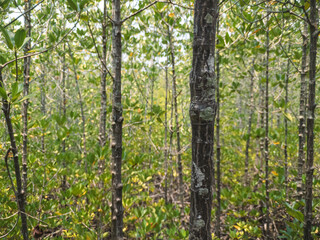 Fototapeta premium Dense Green Mangrove Forest with Lush Foliage and Sturdy Trunks in a Natural Wetland Habitat