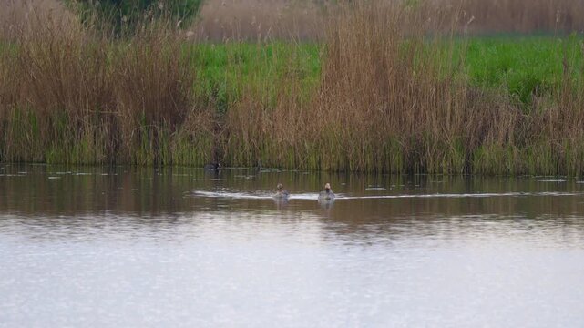 a family of wild geese with a gosling on a pond
