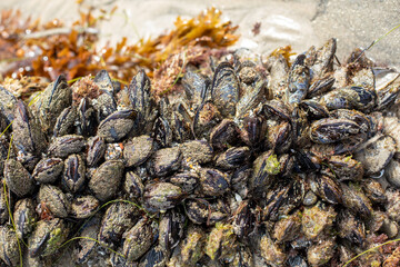 Cluster of Mussels and Barnacles on Rocky Seashore © OSProjects