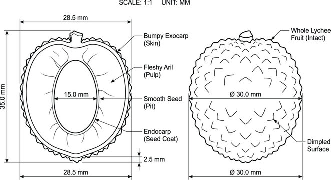 Lychee Fruit Anatomy Technical Line Drawing with Cross Section and Dimensional Measurement Illustration