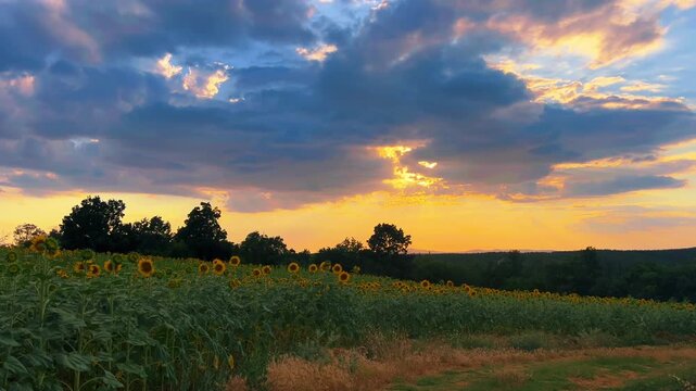 Wide static shot of a blooming sunflower field under a beautiful dramatic sunset sky with clouds in Edirne, Turkey.
