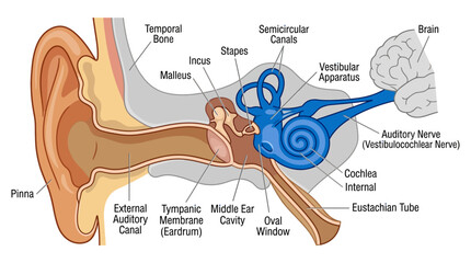 Human Ear Anatomy Educational Infographic © Dhiyak