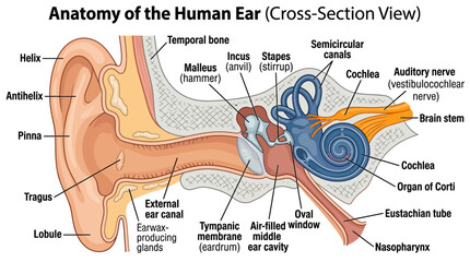 Anatomy of the Human Ear Cross-Section Infographic © Dhiyak