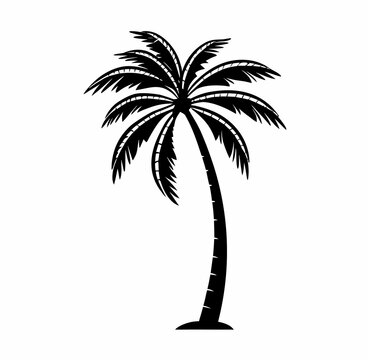 palm tree silhouette