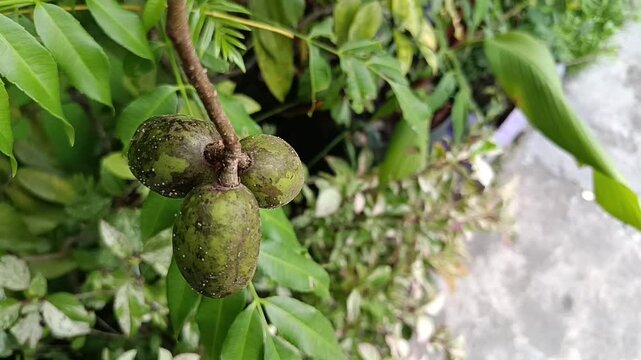 Ambarella Fruit Growing on Tree (Spondias dulcis)