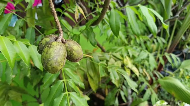 Ambarella Fruit Growing on Tree (Spondias dulcis)
