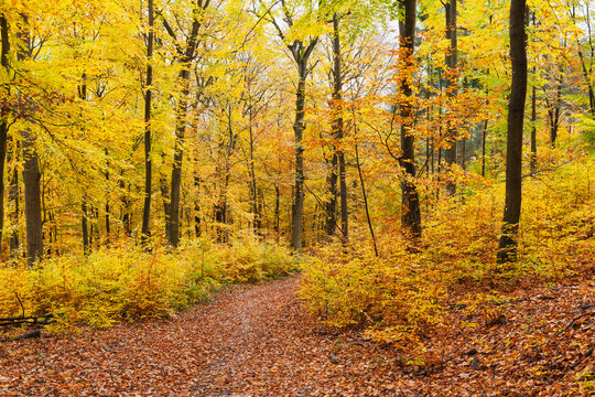 Germany, Rhineland-Palatinate, Palatinate Forest Nature Park in autumn