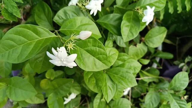Arabian Jasmine Flowers Blooming (Jasminum sambac)