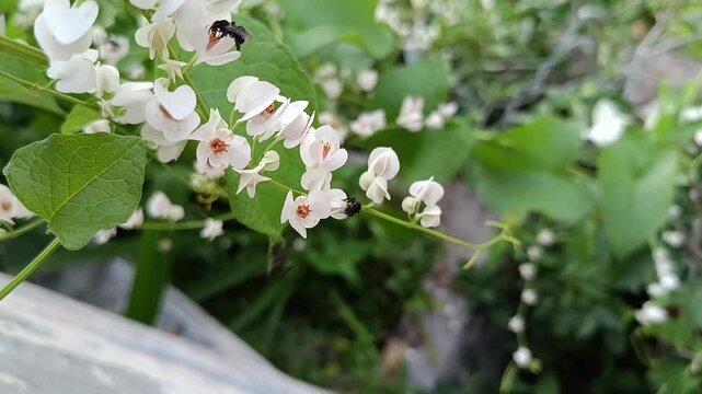 Stingless Bee Pollinating Coral Vine Flowers (Antigonon leptopus)