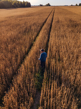 Mid adult man looking at rye field view during sunset