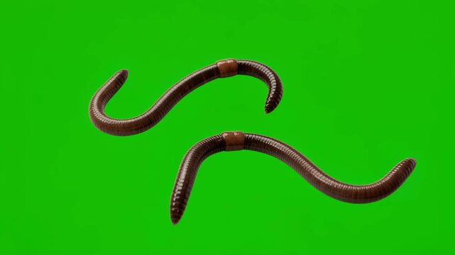 two earthworms isolated on green screen for vfx projects video