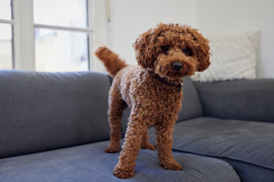 Brown toy poodle stands on a grey sofa at home