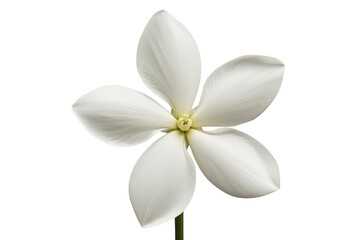 Fototapeta premium White jasmine flower blooming, symbolizing purity and fragility, fresh floral beauty with transparent background