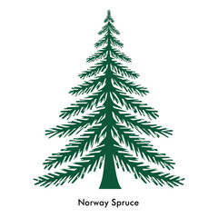Fototapeta premium Norway spruce silhouette isolated on white background. Evergreen vector illustration .